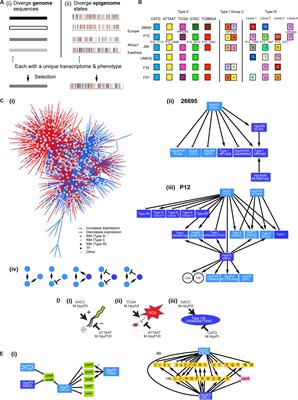 Networking and Specificity-Changing DNA Methyltransferases in Helicobacter pylori